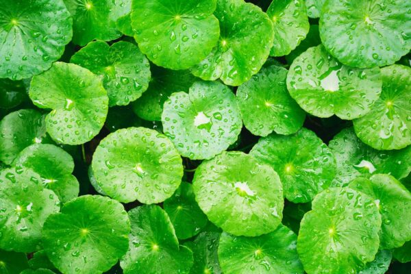 Crema con protección solar para piel sensible SPF50+ PA++++ Real Barrier Cica Green Tone-up 50ml